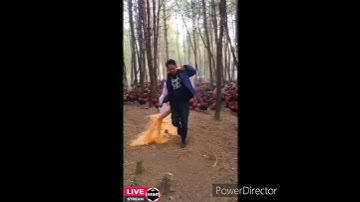 Count number of Chickens 🐔| Chick is the true love