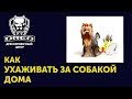 Груминг собак | За чем нужно ухаживать и на что обращать внимание | Как ухаживать дома