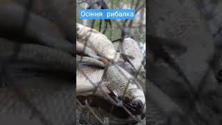 /Тимофій і осіння рибалка/