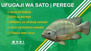 Ufugaji wa Sato/Perege | Aina za tilapia | Tilapia lake virus | kulisha samaki.