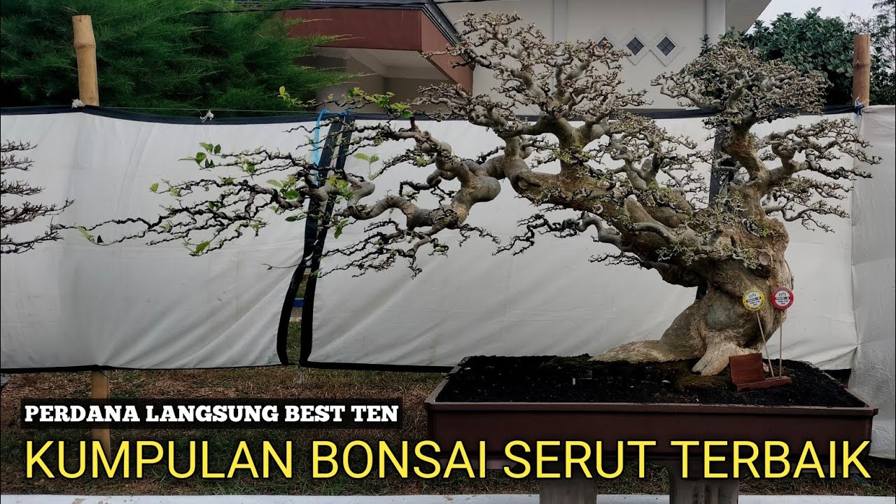 KUMPULAN BONSAI SERUT TERBAIK PAMERAN BONSAI JEMBER 2024!! PERDANA LANGSUNG BEST TEN
