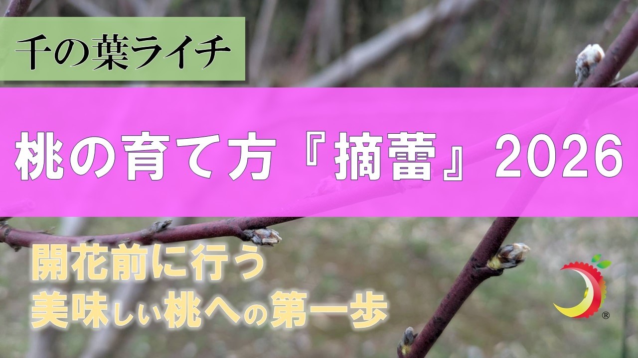 【桃の摘蕾2026】開花前に行う美味しい桃への第一歩！