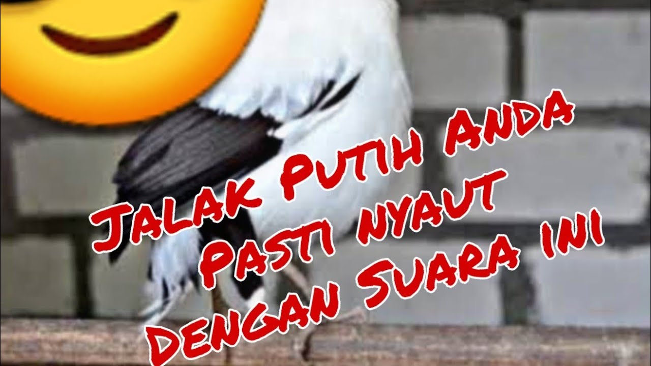Jalak putih gacor 