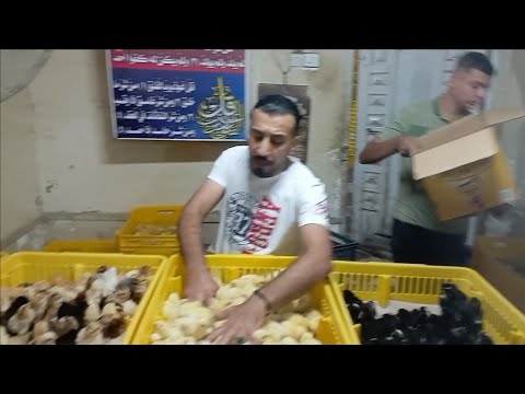 أسعار الكتاكيت البط الرومى والسمان فى معمل البرماوي ١٠ ١٢