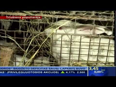 Video: Kirovogrado Srityje Nežinomas Gyvūnas Smaugia Triušius - Alternatyvus Vaizdas