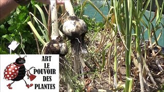 Tuto jardinage: Potager: L'ail blanc: culture, plantation et récolte: Plante vivace