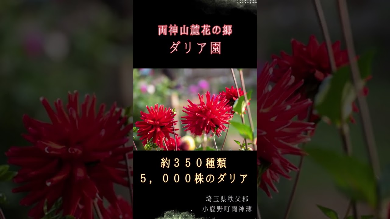 両神山麓花の郷ダリア園で花の写真を撮りました O Shorts Youtube