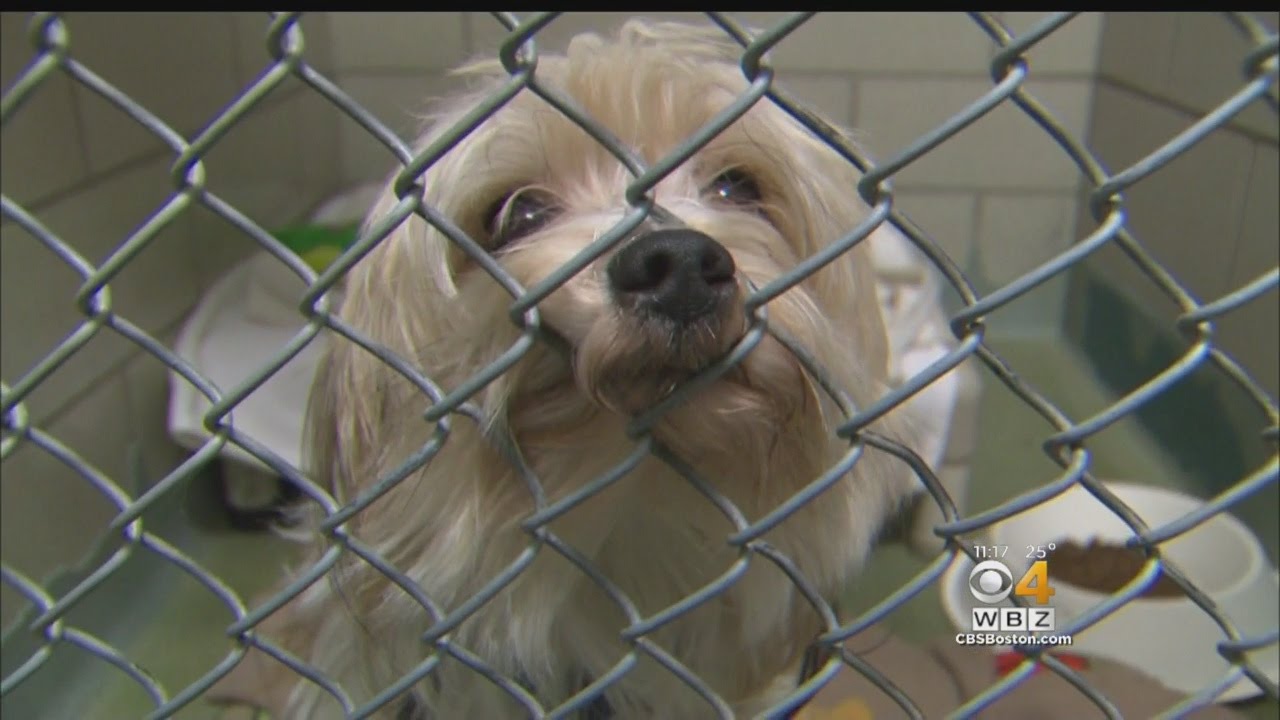 Dog Found Abandoned In Cage On Higham Sidewalk - YouTube