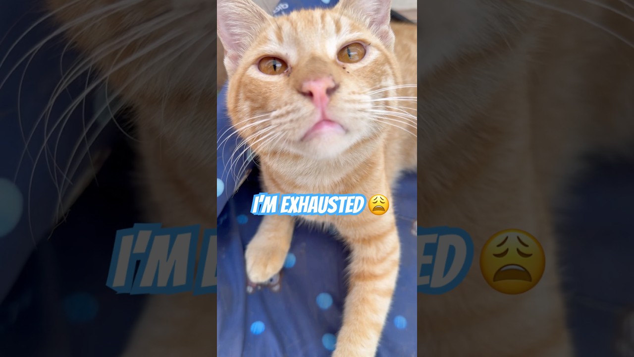 Я так устала 🥱 