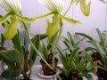 Уникальное цветение. Орхидеи - Ванда, Мильтония, Дендробиум, Камбрия, Фалинопсис, Цимбидиум.