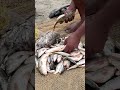 एक साथ ढेर सारी बड़ी रोहू मछली पकड़ी 😱🐟🔥 Desi River Fishing Video #shorts #fishingvideo #carpfishing