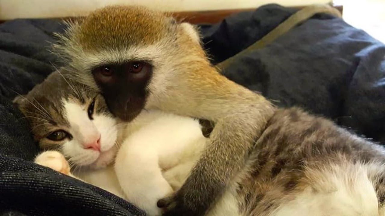 vervet monkey hugs cat