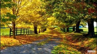 Fratii de la Toflea - Te-am vazut in orice floare