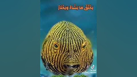 آيات بيانات من سورة مريم بصوت يفوق الوصف