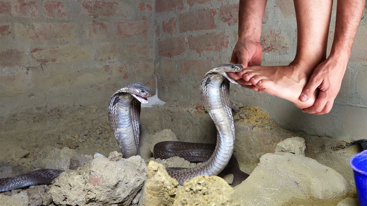 After a lot of searching, only snakes were found in this raw soil, then what happened! 👀🐍🐍🐍