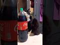 🐱💕 Gatita le encanta la coca cola 🤣😅 #shorts #memes #viral #humor #funny #risas #memes #comedia