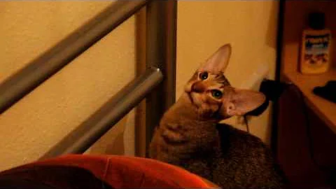 Video 244851: oriental shorthair cat, oriental cat talking