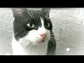 甘えっ子な子猫の兄妹とおちび　突然に子猫たちが現れた！