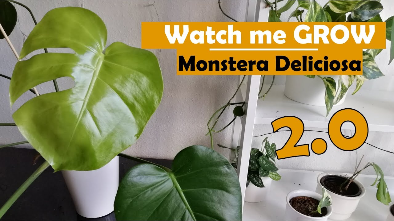 philodendron pink princess kaufen Philodendron 'Pink Princess' Baby main image 1