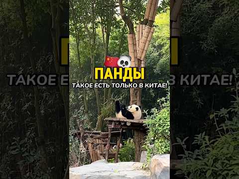 Заповедник панд, лучший на Земле 🐼🎋