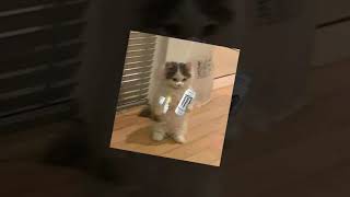 Cat Abusing Monster To Space