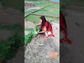 चाहतो के नाम मेरी सारी जिन्दगानी हो #entertainment #yt_short_video #shorts