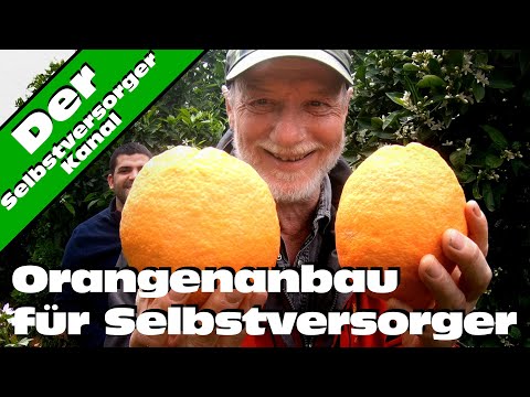 Video: Wie Man Eine Orange Anbaut