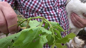 Testing aposematic (warning coloration) in the grape leaf skeletonizer: a back yard experiment