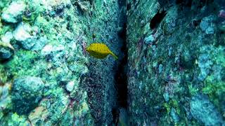 Spotting The Yellow Boxfish In Koh Tao: A Diver's Must-See | BlackTurtleDive.com