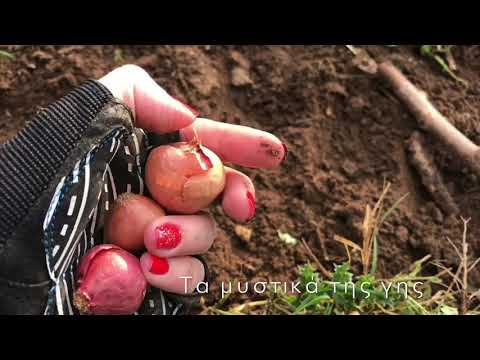 Βίντεο: Απαιτήσεις εδάφους Amaryllis: Ποιο είναι το καλύτερο μείγμα γλάστρας για Amaryllis