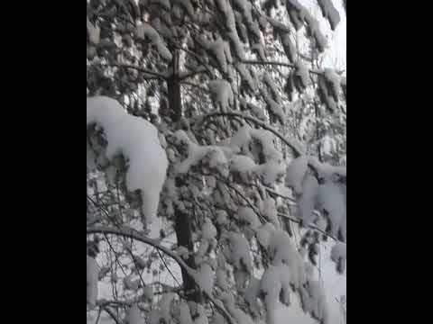 Ноябрьск зима 2019