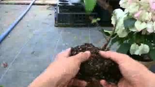 根腐れの対処 How To Care Root Rot Youtube