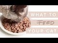 What Should I Feed My Cat? - Cat Nutrition with Dr Darren Foster & Dr Kate Adams [ Part 1/3 ]