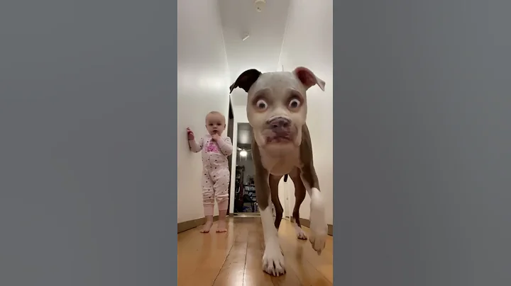 Rollo and Charli are Startled by Funny Filter || ViralHog