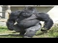 A gorillas strength is literally immeasurable