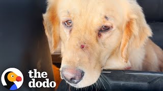 Download Lagu Golden Retrievers Who Spent Their Lives In A Cage Finally Feel Freedom | The Dodo MP3