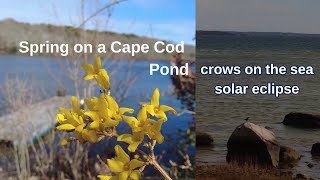 Spring day at mum&#39;s on the pond | Solar Eclipse on the seaside with crows | An artist&#39;s life