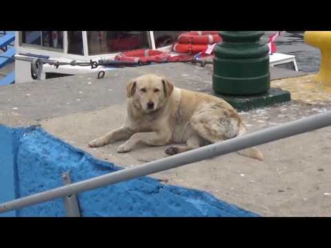 Video: Hundrevis Av Kjæledyr Fremdeles Hjemløse Ett år Etter Orkanen Sandy