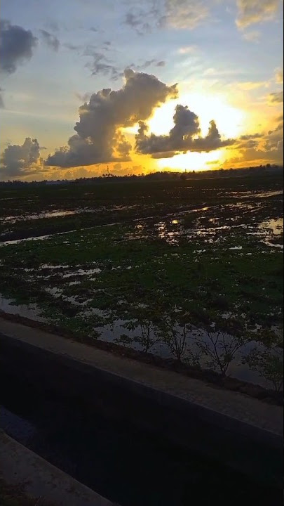 Vega nih bos #veganrecipes #veganfood #storywa #cinematic #