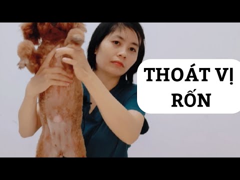 Video: Rốn Của Con Chó