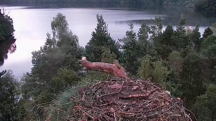 Live osprey nest camera at Loch of the Lowes Wildlife Reserve