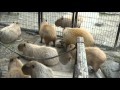 The Beautiful Love Songs Capybaras Sing. 美しい愛の歌カピバラ歌います Beautiful Sounds Female Capybaras Make