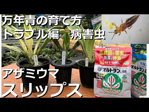 万年青の育て方 トラブル編 病害虫 スリップス アザミウマとは 防除の方法は 万年青の豊明園 What Is Thrips How To Control Youtube