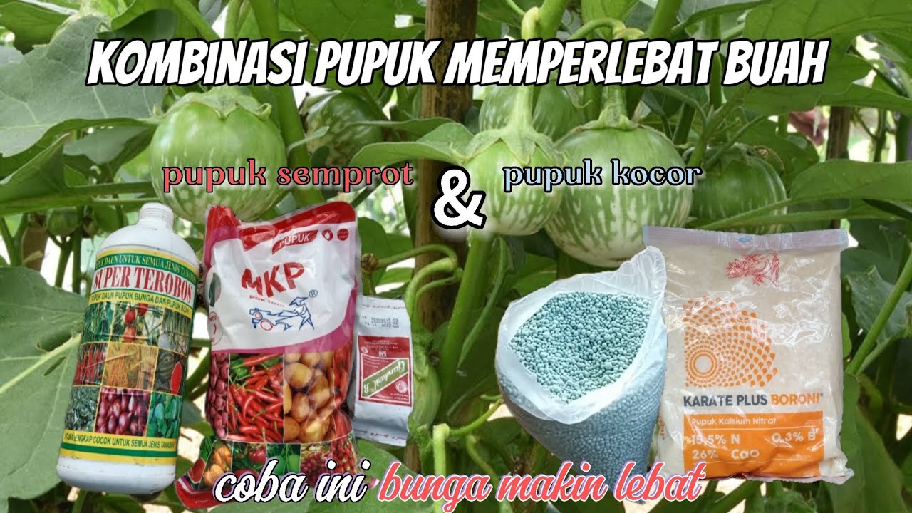 Rahasia tanaman terong subur dan berbuah lebat  -  dengan sistem pupuk semprot&pupuk kocor