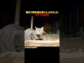 猫のご飯を盗み食いしようとしたキツネの末路