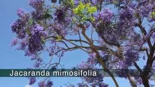 JACARANDA - Jacaranda mimosifolia