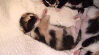 1week old kitten dreaming and hissing