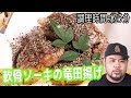 【弁当や一品料理に！】豚肉軟骨ソーキ（骨付きあばら肉 a.k.a スペアリブ）をアレンジして竜田揚げ！外カリ中トロ！【調理時間 : 約５分】