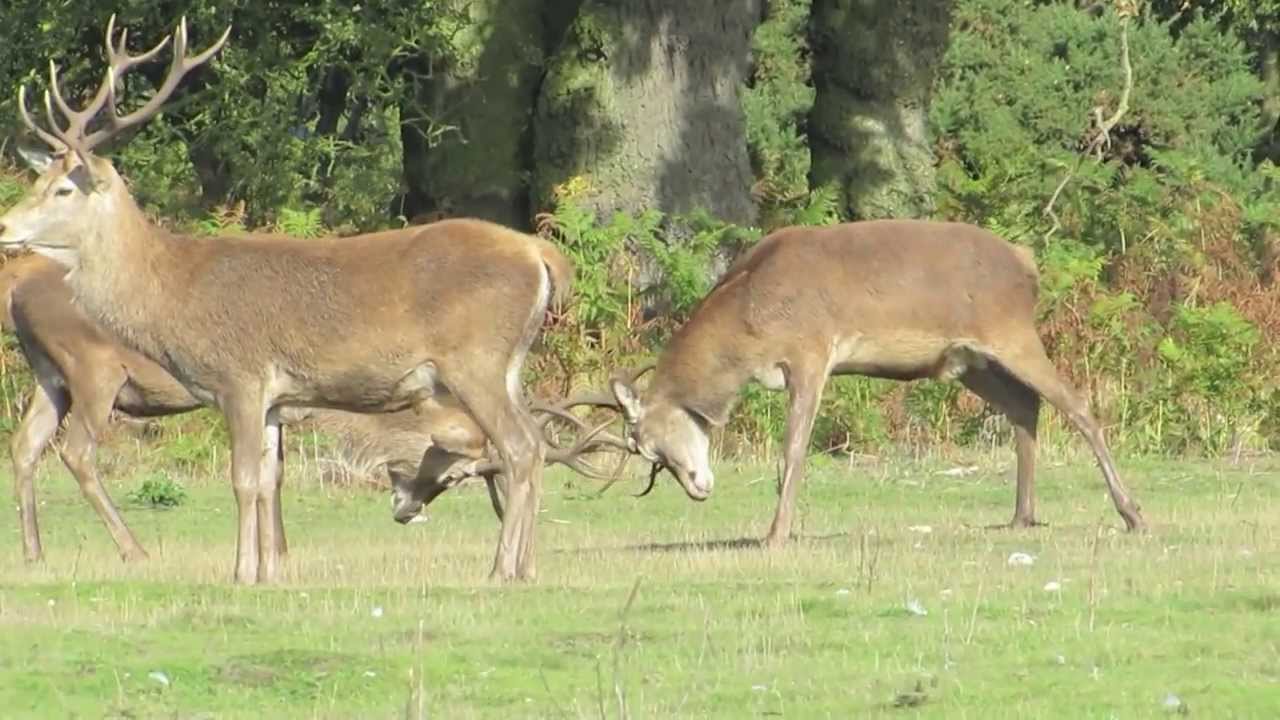 minsmere deer safari