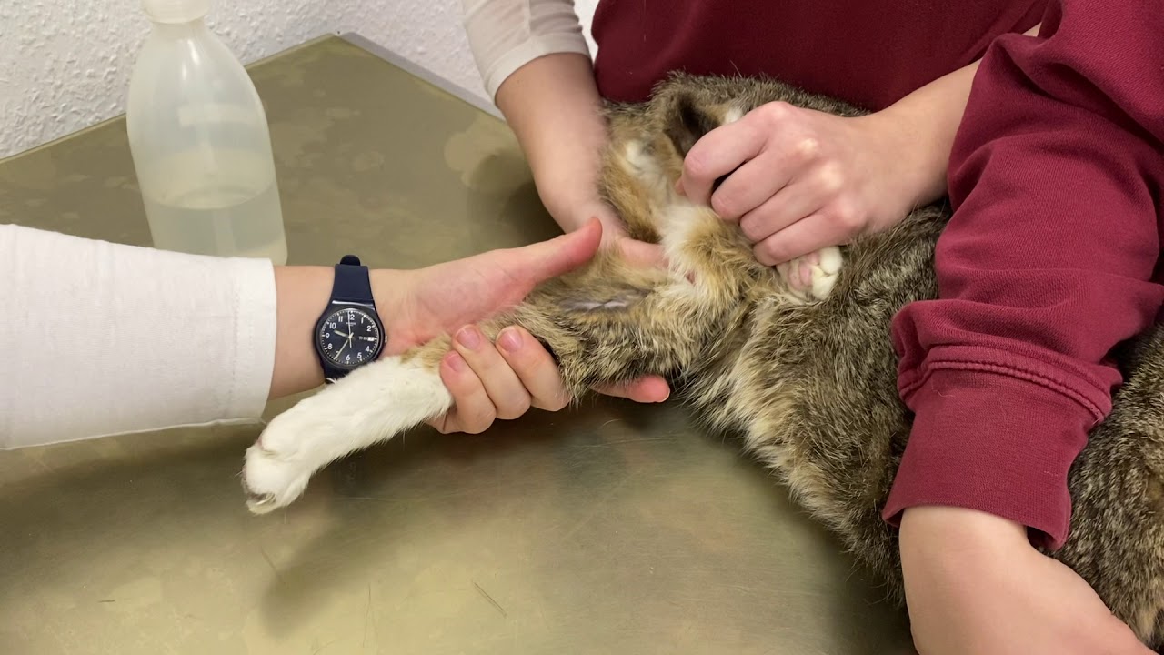 Blutabnahme Katze Wie Lange Nüchtern